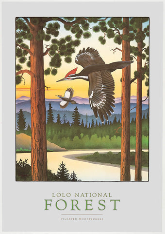 Lolo National Forest - Signed