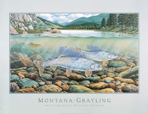 Montana Grayling