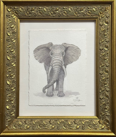 Elephant Study