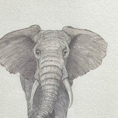 Elephant Study