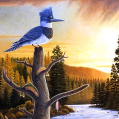 Kingfisher