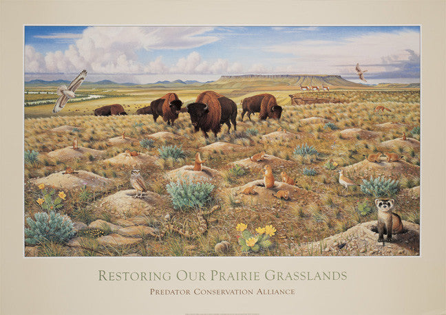 Restoring Our Prairie Grasslands Monte Dolack Fine Art
