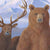 Wilderness Act 50th Anniversary