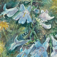 Arnicas and Penstemons