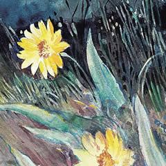 Arrowleaf Balsamroot