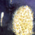 Beargrass