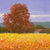 Bonnieux Vineyards