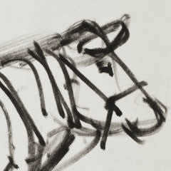 Bovine Four - Study