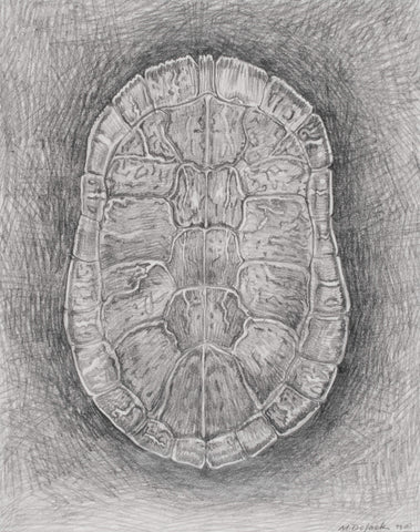 Carapace Study