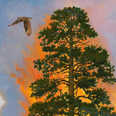Fires of 1910