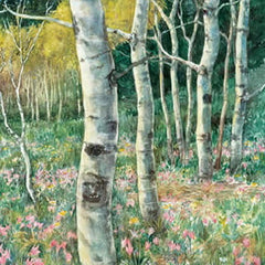 glacier aspens