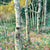 glacier aspens