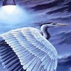 Heron Blues