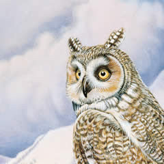 Long Eared Owl