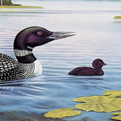 Loons of the Swan Valley