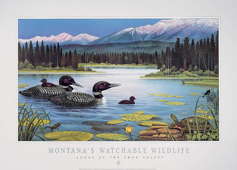 Loons of the Swan Valley - Montana's Watchable Wildlife