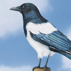Magpie