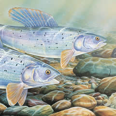 Montana Grayling