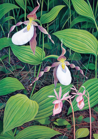 Montana Orchids