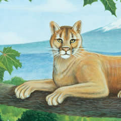 Mountain Lion