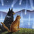 Night of the Shooting Stars