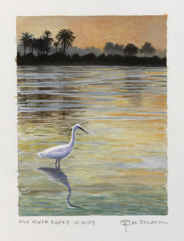 Nile River Egret - Study