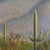Saguaro Sunrise