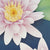 Water Lilies