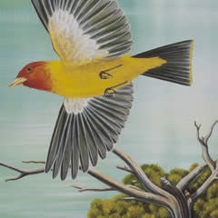 Western Tanagers - Ornithology Conference
