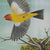 Western Tanagers - Ornithology Conference