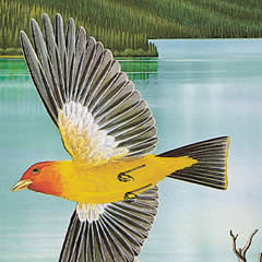 Western Tanagers