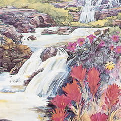 Wildflowers