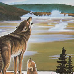 Yellowstone Wolves