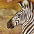 Zebra Run - Hand Colored